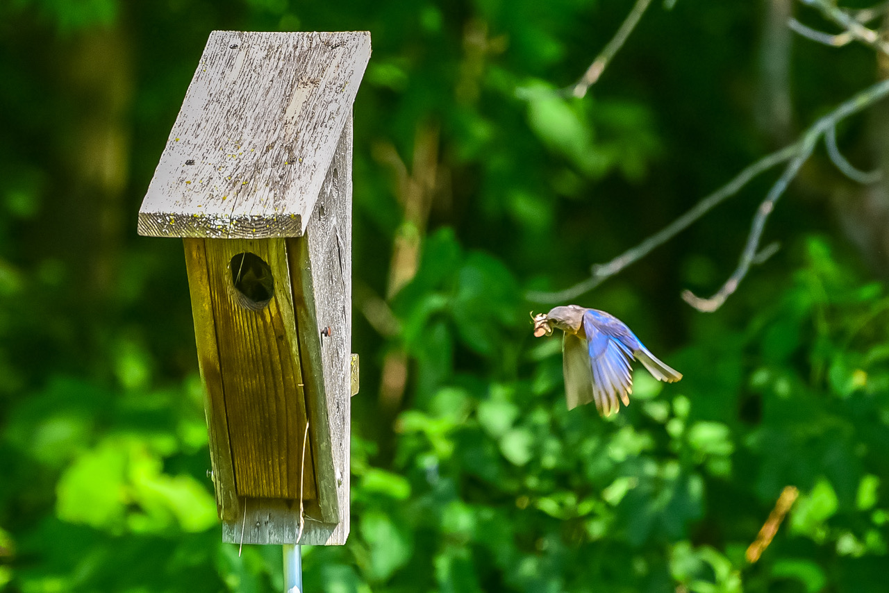 Bluebird Photo Gallery | Bluebird Recovery Program of Minnesota